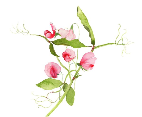 Душистый горошек акварель