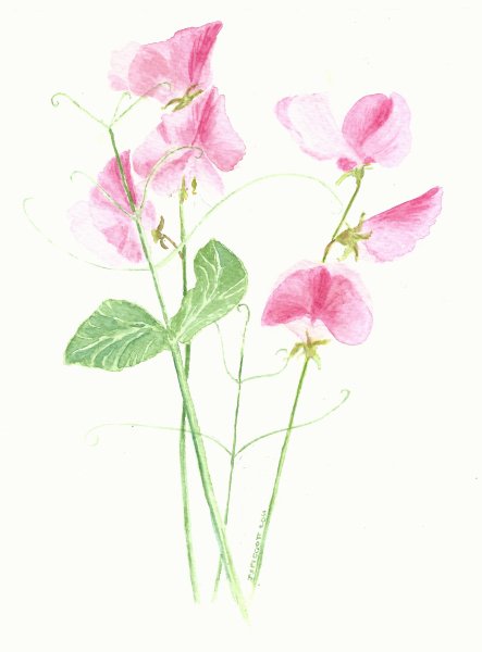 Душистый горошек