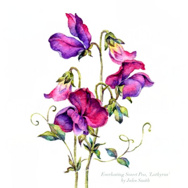 Душистый горошек акварель