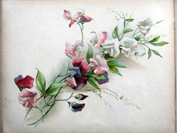 Душистый горошек