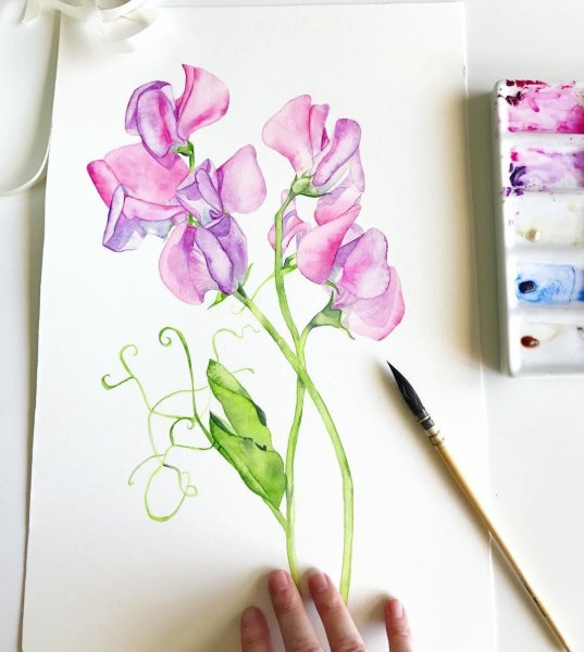 Душистый горошек Ботаническая иллюстрация