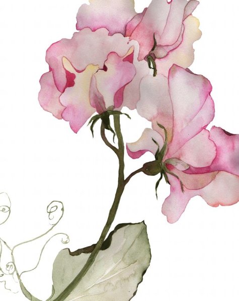 Душистый горошек акварель