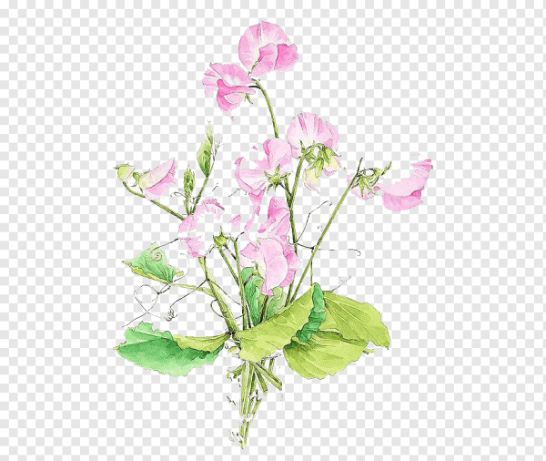 Душистый горошек акварель