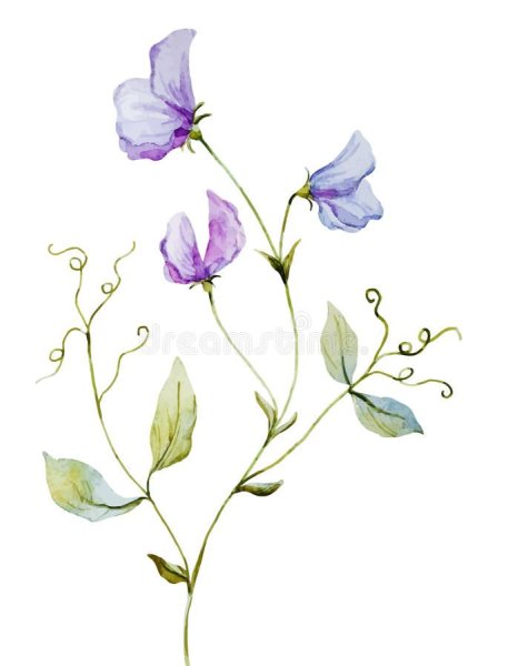 Душистый горошек акрил