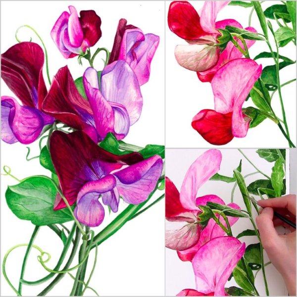 Душистый горошек