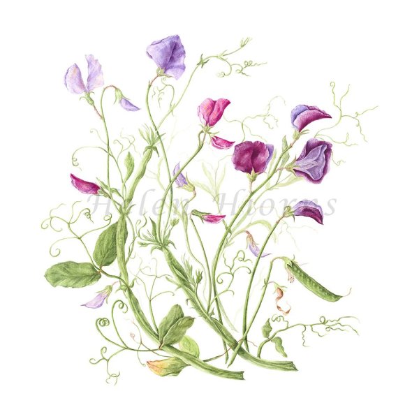 Душистый горошек Ботаническая зарисовка
