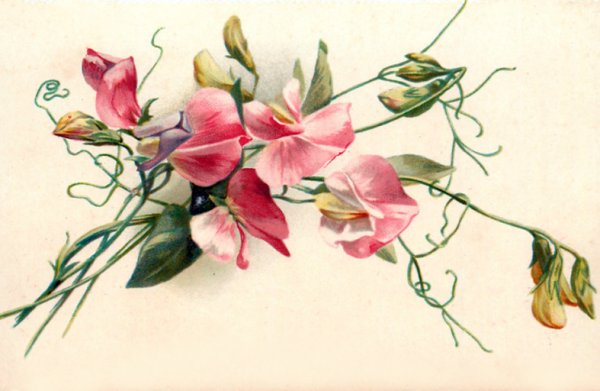 Душистый горошек