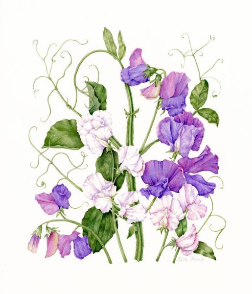 Душистый горошек Ботаническая иллюстрация