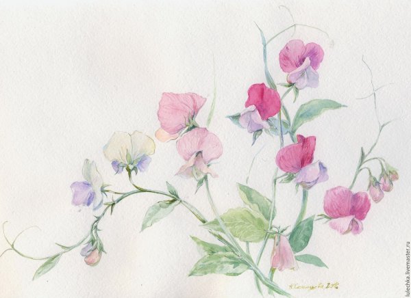 Душистый горошек