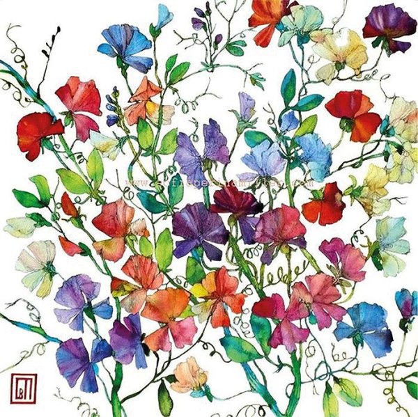 Душистый горошек акварель