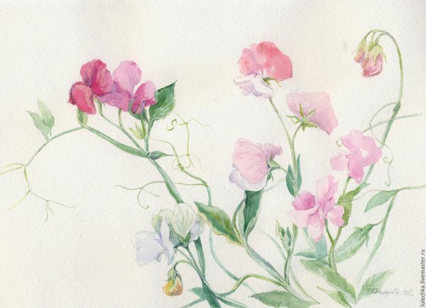 Катарина Кляйн настурции