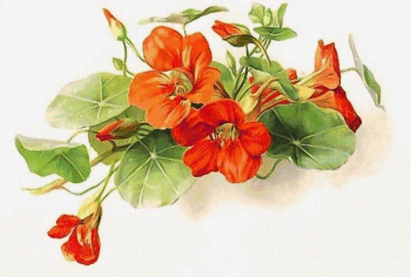 Душистый горошек акварель