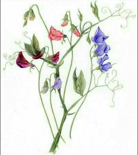 Душистый горошек вьющийся