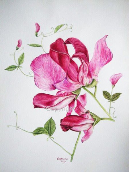 Душистый горошек Ботаническая иллюстрация