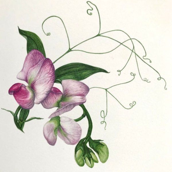 Цветок горошка душистого для гербария