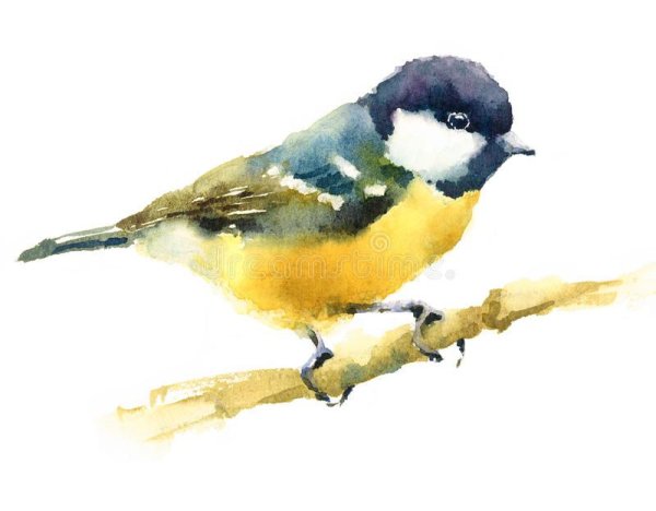 Синица зимой акварель