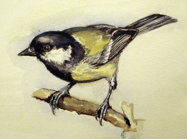 Этюды птиц акварелью