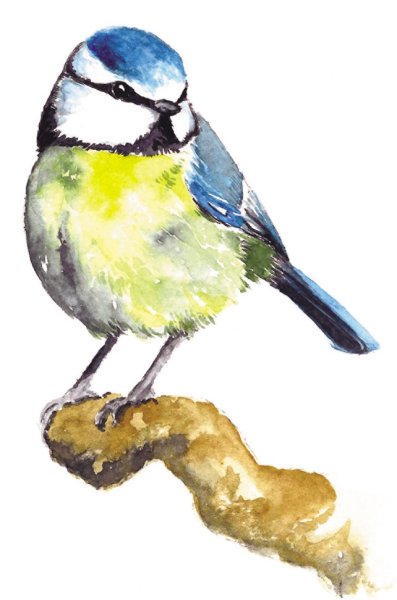 Синица акварелью