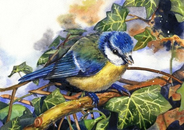 Синица акварелью