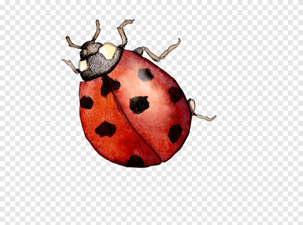 Насекомые акварелью