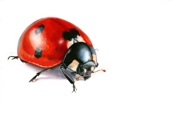 Божья коровка референс