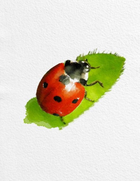 Божья коровка акварелью