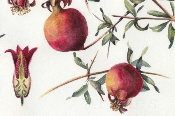 Ботаническая живопись акварелью гранат