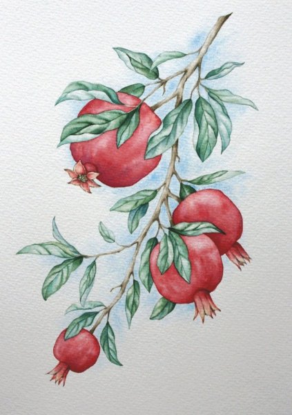 Гранат Ботаническая иллюстрация