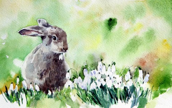 Акварельный заяц