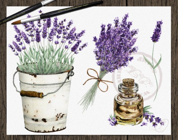 Лаванда акварелью для начинающих