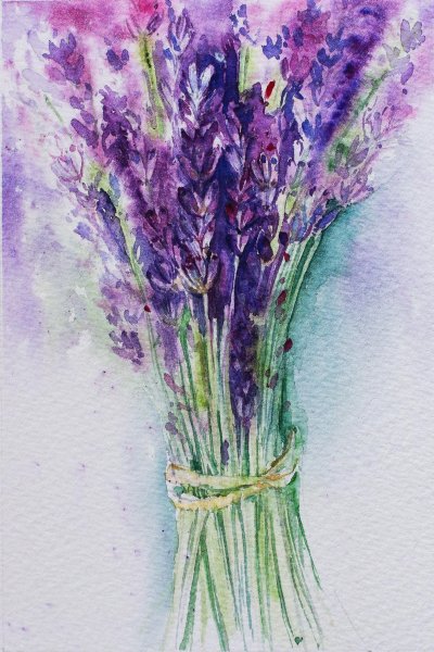 Лаванда акварель