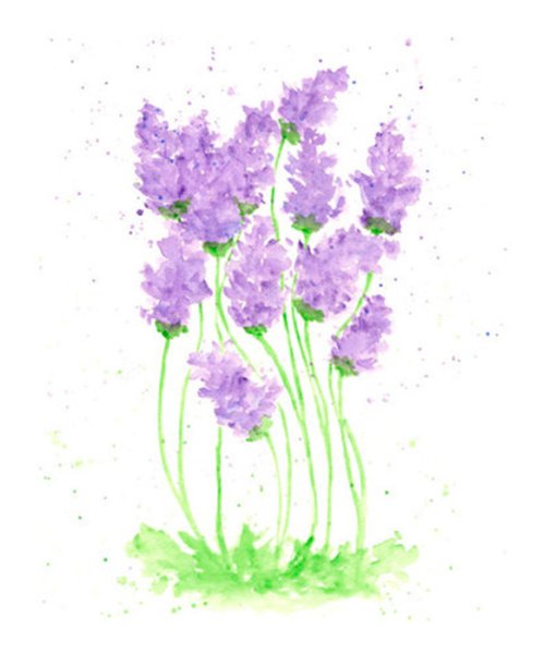 Лавандовые цветы акварель