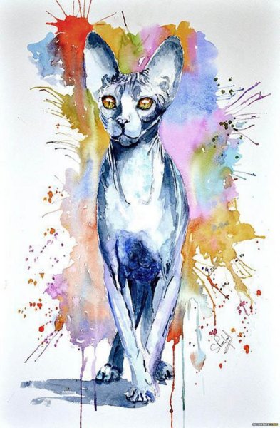 Кот сфинкс акварелью