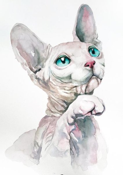 Кот сфинкс акварелью