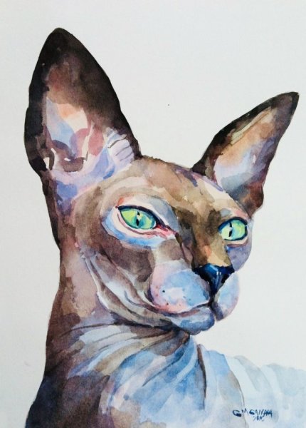 Кот сфинкс акварелью