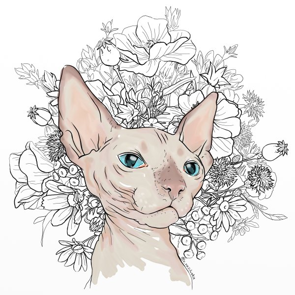 Донской сфинкс рисунок