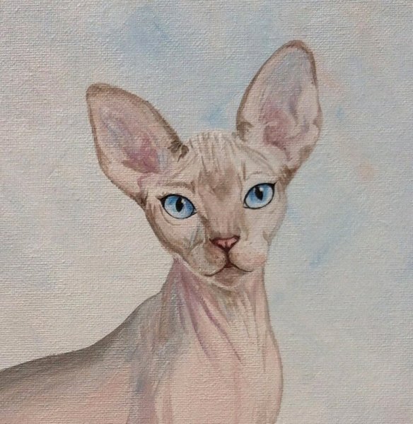 Кот сфинкс акварелью