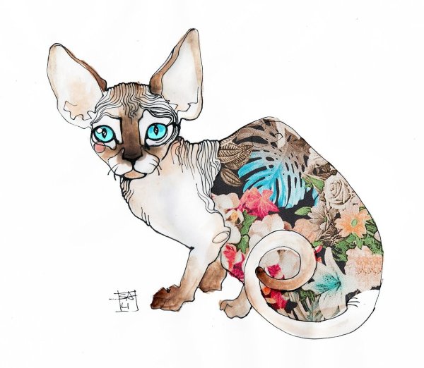 Донской сфинкс Эльф