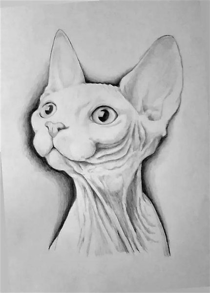 Кот сфинкс арт