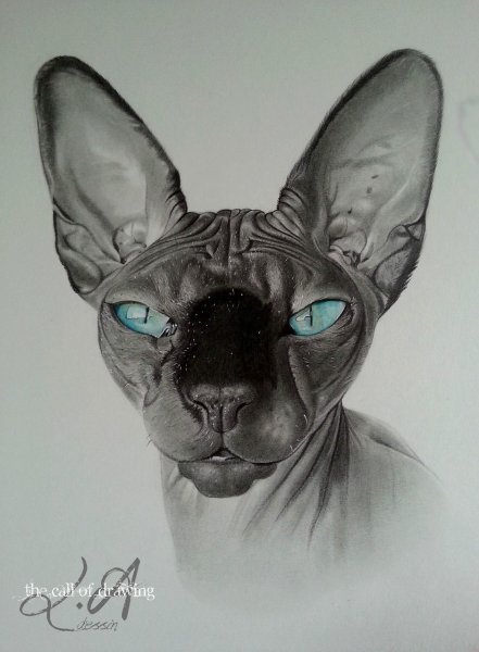 Сиамская кошка