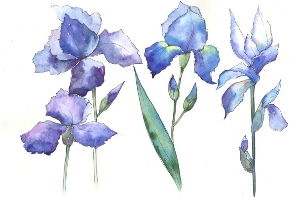 Blue Flower Watercolor Ирис
