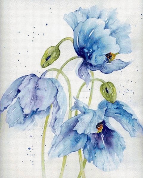 Голубой Мак Ботаническая живопись