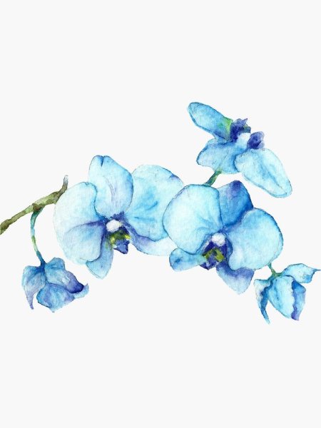 Голубые цветы акварель