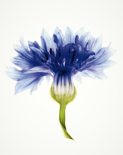 Васильки цветы