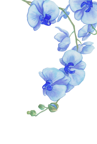 Голубая Орхидея акварель