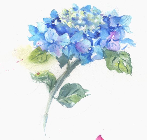 Синяя гортензия акварель