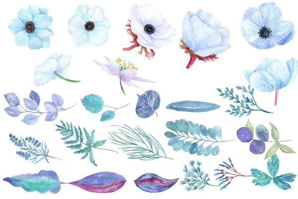 Васильки Акварельные на белом фоне