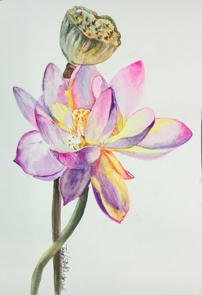 Лотос акварель Ботаническая живопись