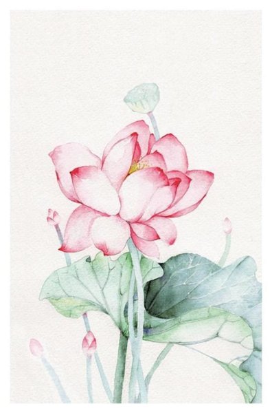 Лотос акварель