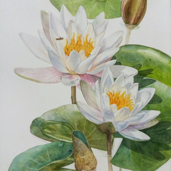 Nymphaea Lotus Ботаническая иллюстрация